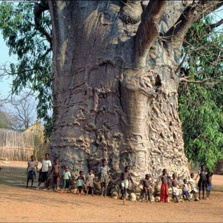 Kinder am Baobao Baum